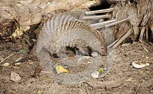 Banded mongoose.