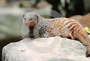 Banded mongoose photo