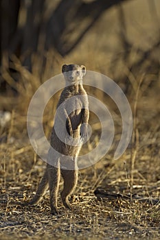 Banded mongoose