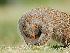 Banded mongoose