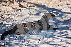 Banded Mongoose