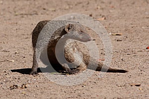 Banded Mongoose