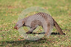 Banded mongoose