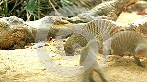 Banded mongoose