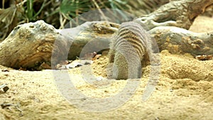 Banded mongoose