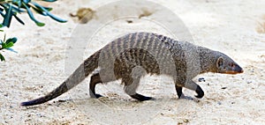 Banded mongoose