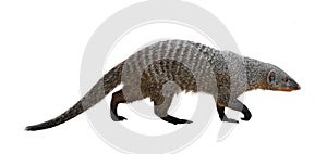 Banded mongoose