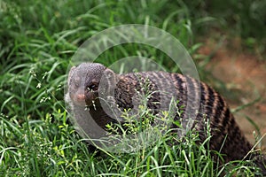 Banded mongoose