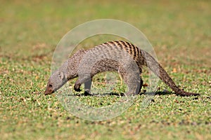 Banded mongoose