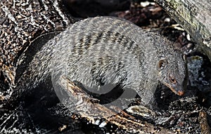 Banded mongoose 7