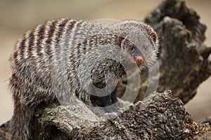 Banded Mongoose