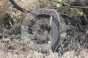 Banded mongoose in the African savannah near shrubs