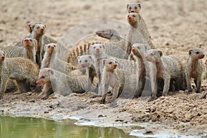 Banded Mongoose - African Wildlife Background - Banded Brothers