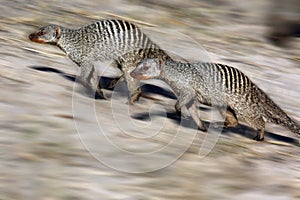 Banded Mongoose - Botswana