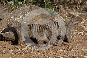 Banded Mongoose - Botswana photo