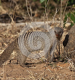 Banded Mongoose - Botswana