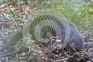 Banded Mongoose in Botswana, Africa