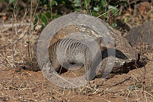 Banded Mongoose - Chobe National Park - Botswana