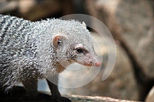 Banded mongoose closeup portrait native from Sahel to Southern Africa