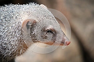 Banded mongoose closeup portrait native from Sahel to Southern Africa