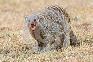 Banded Mongoose Eating Insects