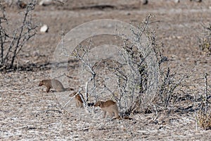 Banded Mongoose In Etosha