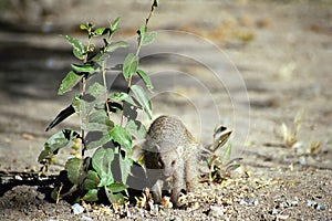 Banded mongoose, Etosha National Park, Namibia