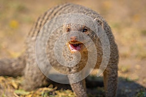 Banded mongoose in the Etosha National Park in Namibia, Africa.