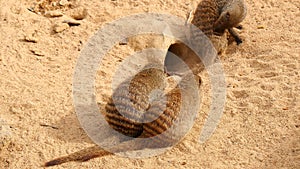 Banded mongoose family, Mungos mungo