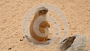 Banded mongoose family, Mungos mungo