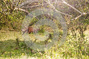 Banded Mongoose family photo in the wild nature