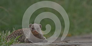 Banded mongoose on ground