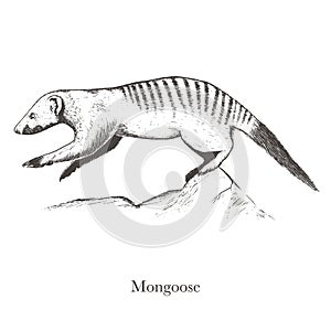 Banded mongoose Herpestidae photo
