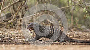 Banded mongoose in Kruger National park, South Africa