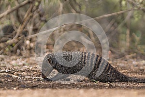 Banded mongoose in Kruger National park, South Africa