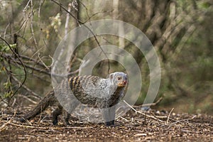 Banded mongoose in Kruger National park, South Africa