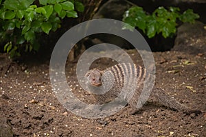 Banded Mongoose large troops young