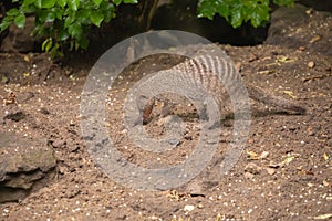 Banded Mongoose large troops young