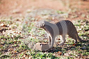 Banded mongoose in late afternoon light