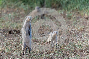 The banded mongoose in Mashatu game reserve