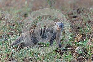 The banded mongoose in Mashatu game reserve