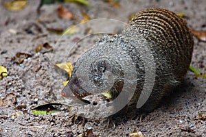 Banded Mongoose (Mungos mungo)