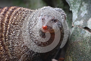 Banded Mongoose (Mungos mungo)