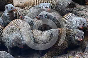 Banded Mongoose (Mungos mungo)