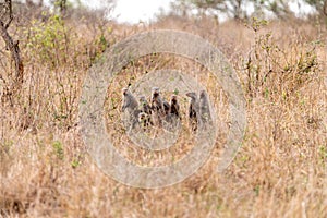 Banded Mongoose (Mungos mungo