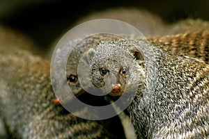 BANDED MONGOOSE mungos mungo