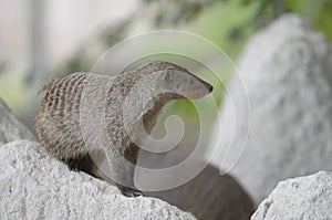 The banded mongoose (Mungos mungo)