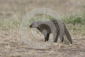 Banded mongoose, Mungos mungo