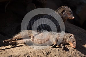 Banded mongoose (Mungos mungo).