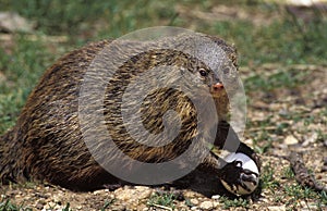 BANDED MONGOOSE mungos mungo, ADULT WITH EGG